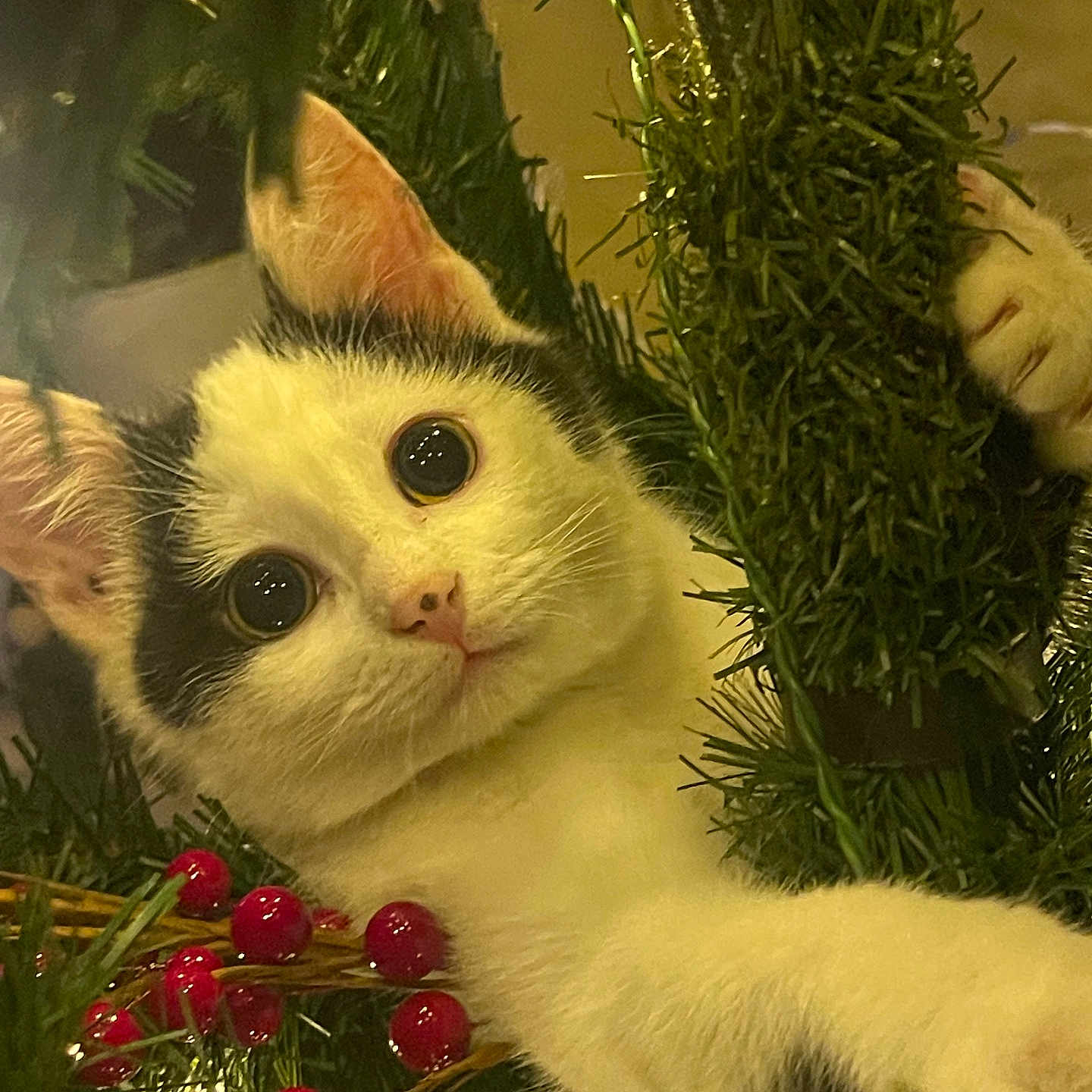 Luna is registered to the contest to win money with this photo: animal, berries, black_and_white, cat, christmas, close_up, curious, cute, decorations, feline, festive, fur, greenery, holiday, indoor, nature, pet, playful, whiskers, wide_eyes