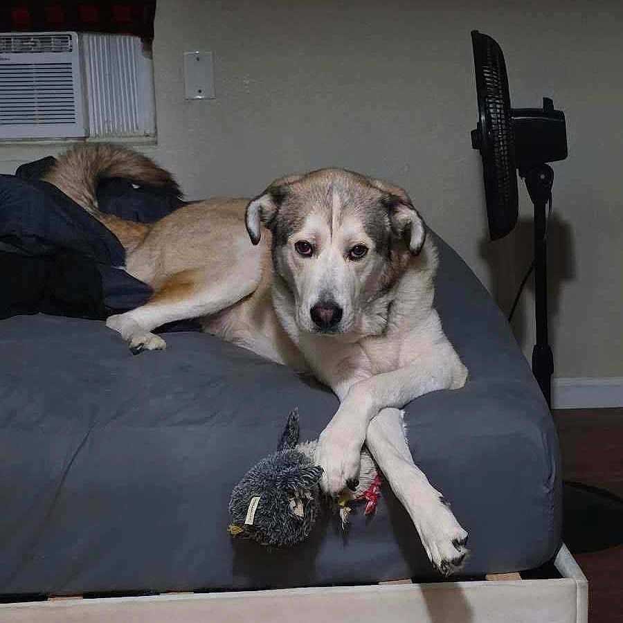 Kero joined the competition — help win amazing prizes! air_conditioner, animal, bed, canine, comfortable, crossed_paws, cute, dog, domestic, fan, furniture, gray_bedspread, home, indoor, pet, plush_toy, relaxed, resting, toy, wooden_floor