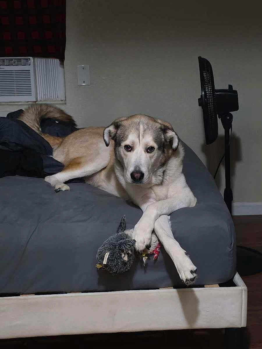 Kero joined the competition — help win amazing prizes! dog, bed, indoor, plush_toy, fan, air_conditioner, wooden_floor, gray_bedspread, relaxed, crossed_paws, pet, furniture, resting, domestic, canine, animal, toy, comfortable, home, cute