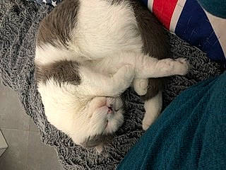 Onyx a rejoint le concours — aidez-le/la à gagner de superbes lots ! carnivore, cat, fawn, felidae, fur, kitten, nap, nose, sleep, small_to_medium_sized_cats, snout, whiskers