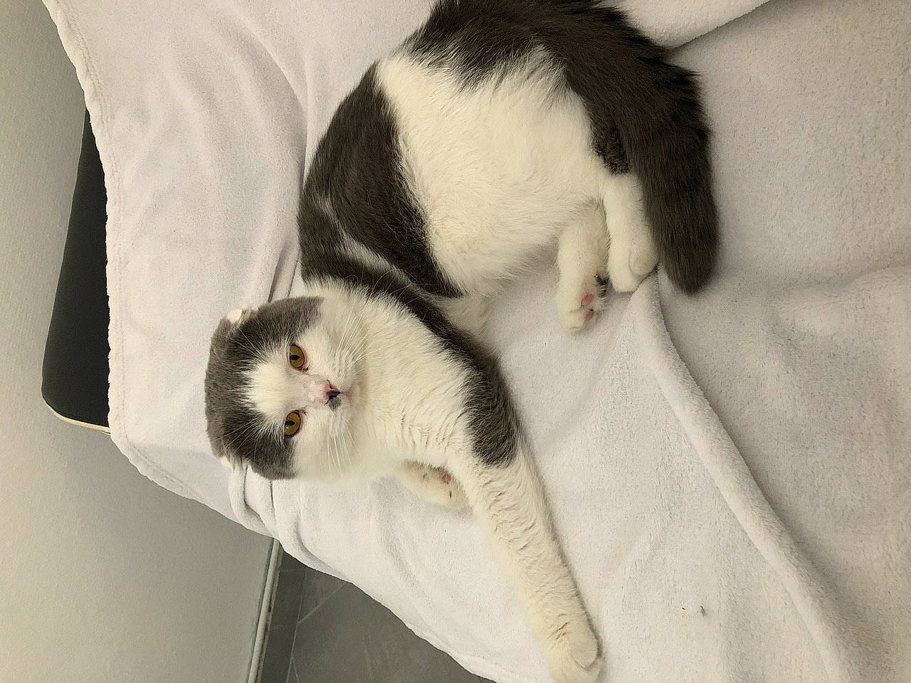 Onyx participe au concours pour gagner de l'argent avec cette photo : carnivore, cat, felidae, fur, small_to_medium_sized_cats, tail, whiskers