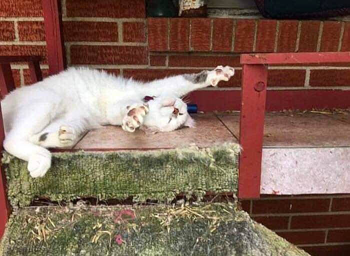 Pikachu joined the competition — help win amazing prizes! aegean_cat, carnivore, cat, european_shorthair, felidae, mammal, persian, polydactyl_cat, small_to_medium_sized_cats, tail, turkish_angora, turkish_van, whiskers