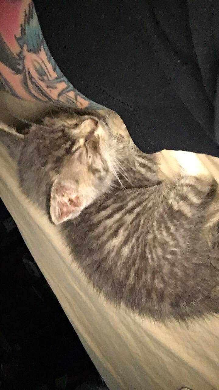 Leo is registered to the contest to win money with this photo: carnivore, cat, felidae, tail, whiskers