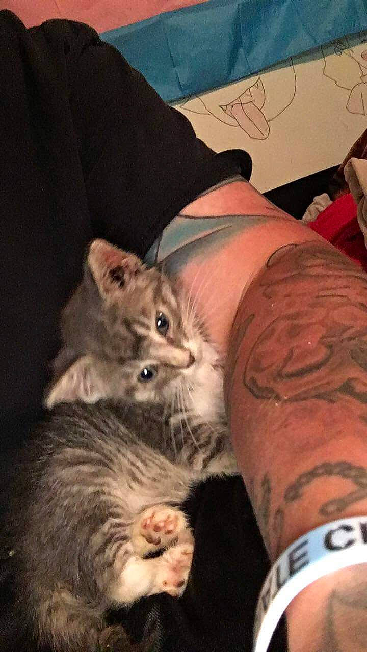 Leo joined the competition — help win amazing prizes! asian, carnivore, cat, domestic_short_haired_cat, ear, european_shorthair, felidae, kitten, maine_coon, mammal, norwegian_forest_cat, pixie_bob, small_to_medium_sized_cats, tabby_cat, whiskers