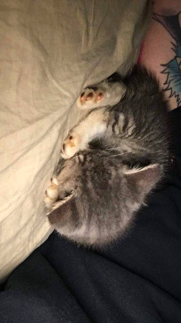 Leo is registered to the contest to win money with this photo: carnivore, cat, domestic_long_haired_cat, felidae, fur, kitten, norwegian_forest_cat, singapura, small_to_medium_sized_cats, whiskers