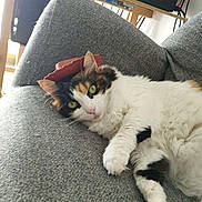 Bastet participe au concours pour gagner de l'argent avec cette photo : animal, cable, calico, cat, couch, cozy, cute, domestic, electronics, fur, furniture, green_eyes, hat, indoor, living_room, pet, relaxing, resting, table, whiskers