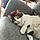 Bastet