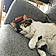 Bastet