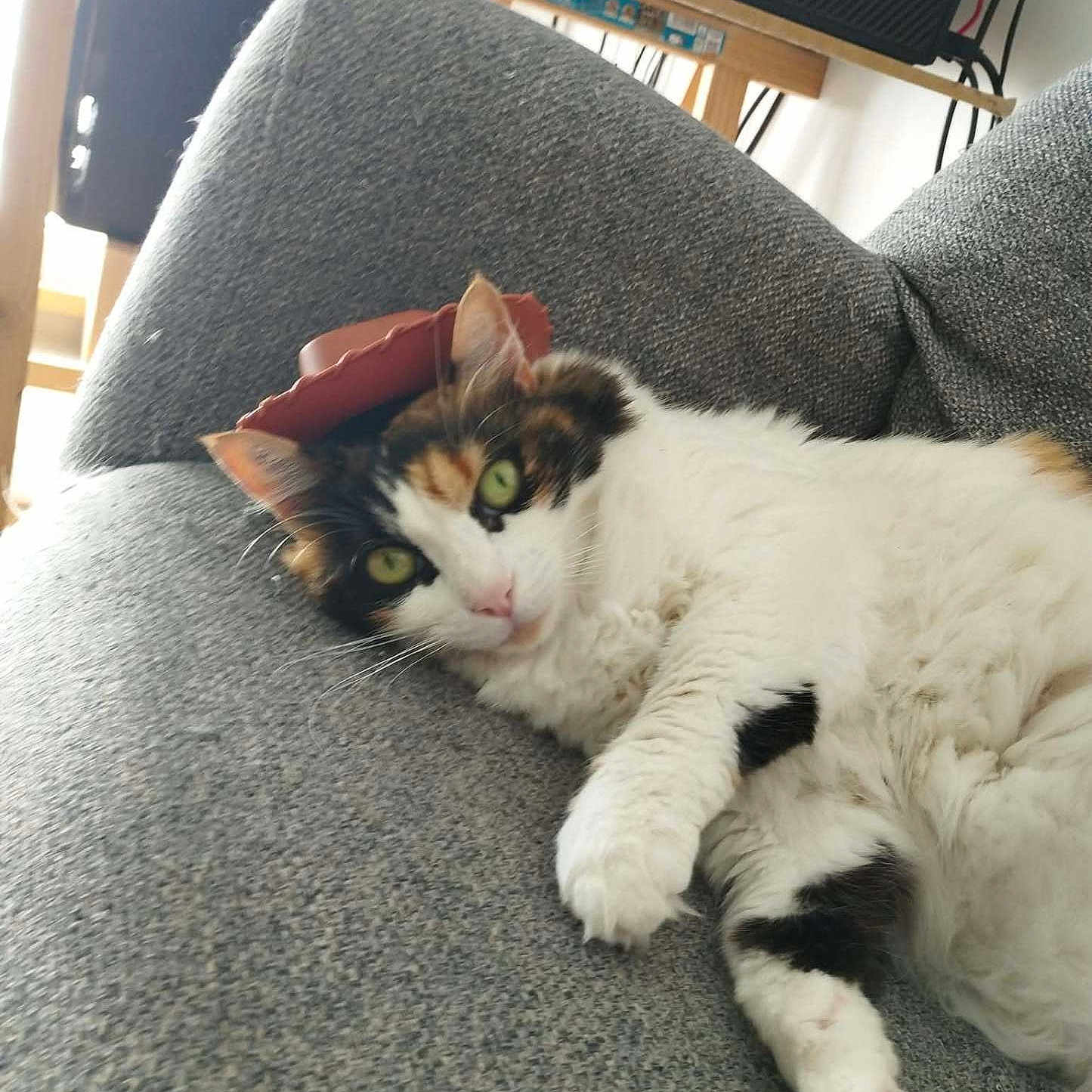 Bastet
