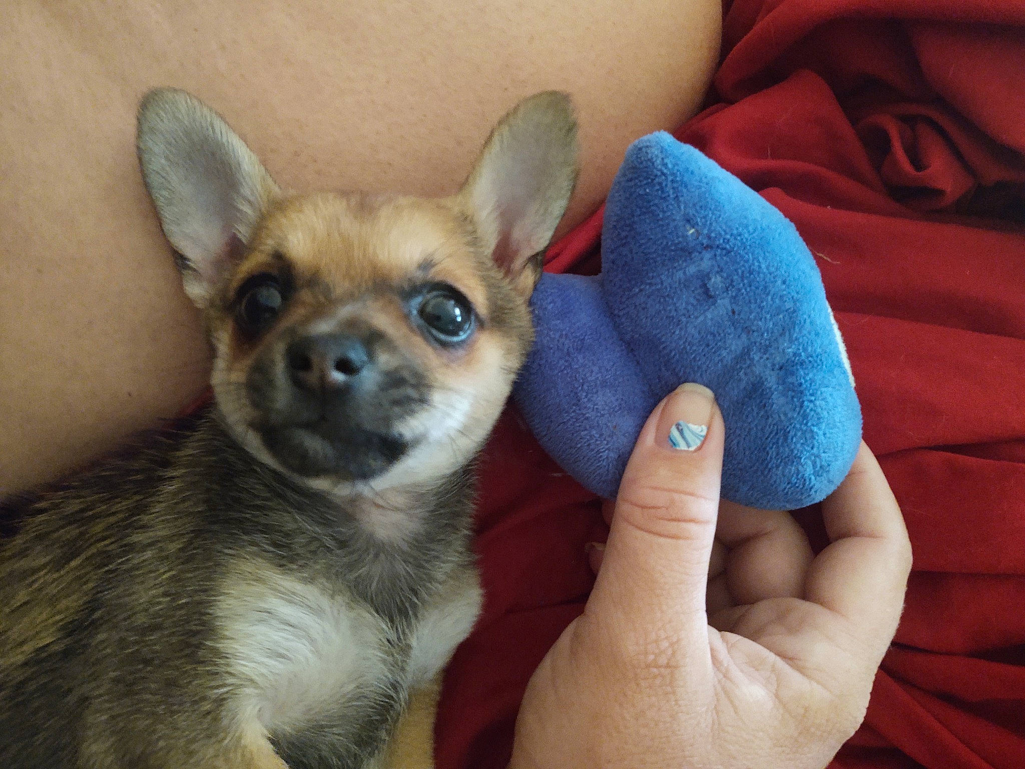 Foxy joined the competition — help win amazing prizes! canidae, carnivore, chihuahua, comfort, companion_dog, corgi_chihuahua, dog, dog_breed, ear, electric_blue, fawn, fur, gesture, nail, paw, snout, terrestrial_animal, thumb, toy_dog, whiskers