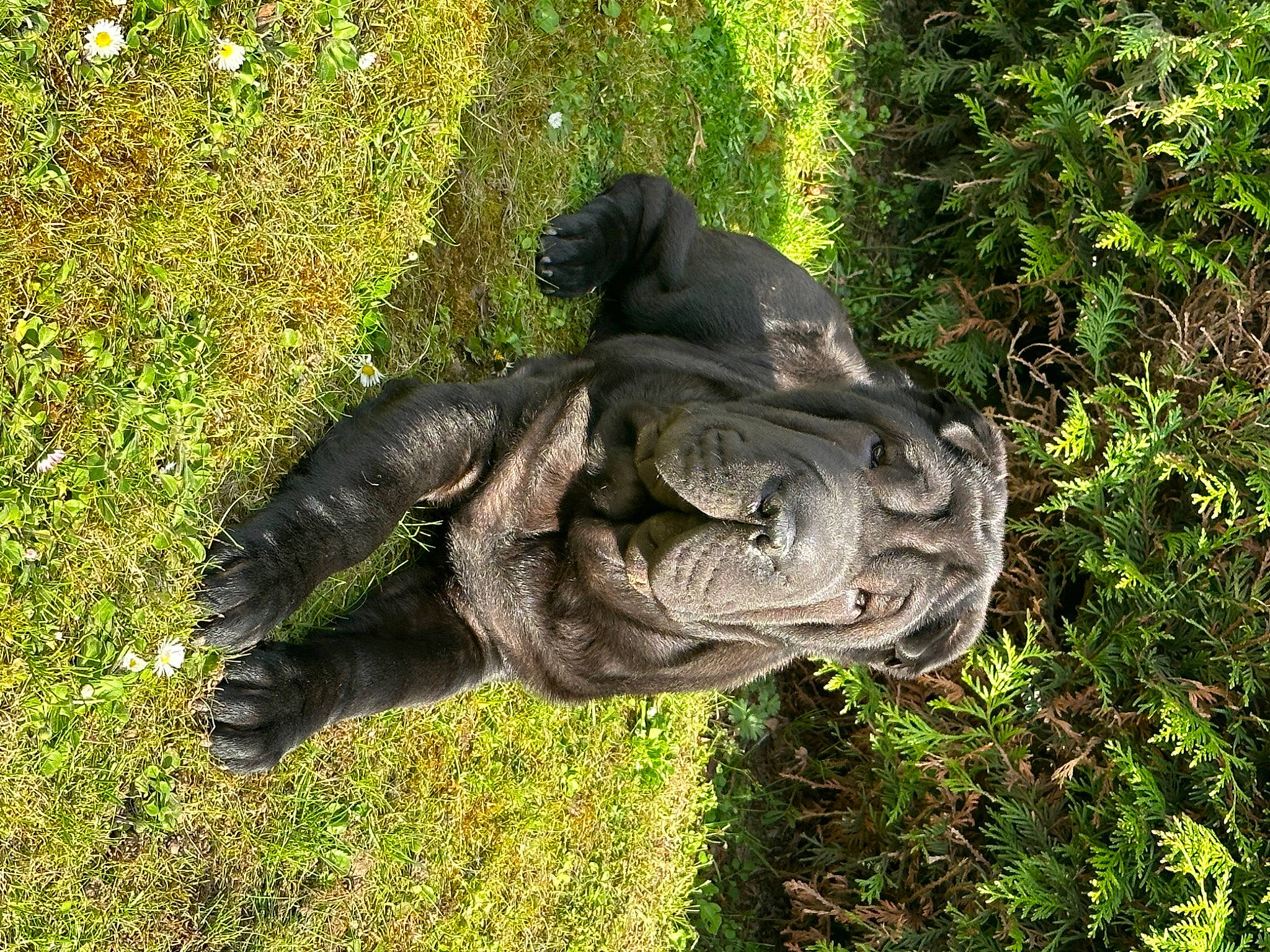 Tyson participe au concours pour gagner de l'argent avec cette photo : alligator, american_alligator, art, crocodilia, garden, grass, groundcover, lawn_ornament, monument, nile_crocodile, plant, reptile, rock, sculpture, statue, terrestrial_animal, tree, trunk, water, working_animal