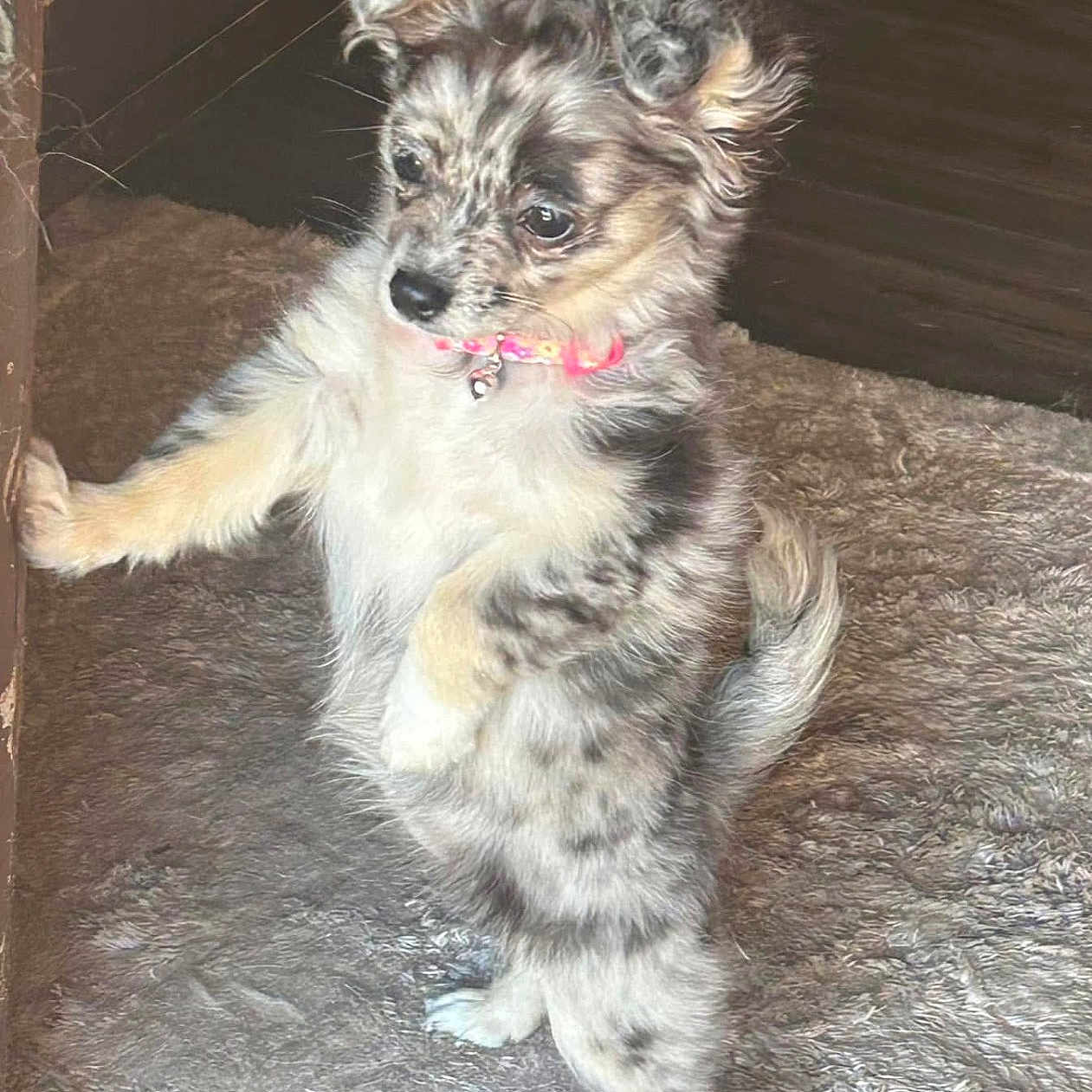 Sophie joined the competition — help win amazing prizes! animal, bell, black, brown, collar, curious, cute, dog, ears, fur, indoor, pet, puppy, small, soft_rug, standing, tail, texture, white, young