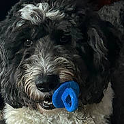 Tucker is registered to the contest to win money with this photo: dog, toy, blue, black_and_white, fur, pet, animal, close_up, indoor, curious, playful, paw_charm, cute, muzzle, whiskers, portrait, companion, domestic, furry, nose