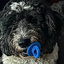 dog, toy, blue, black_and_white, fur, pet, animal, close_up, indoor, curious, playful, paw_charm, cute, muzzle, whiskers, portrait, companion, domestic, furry, nose