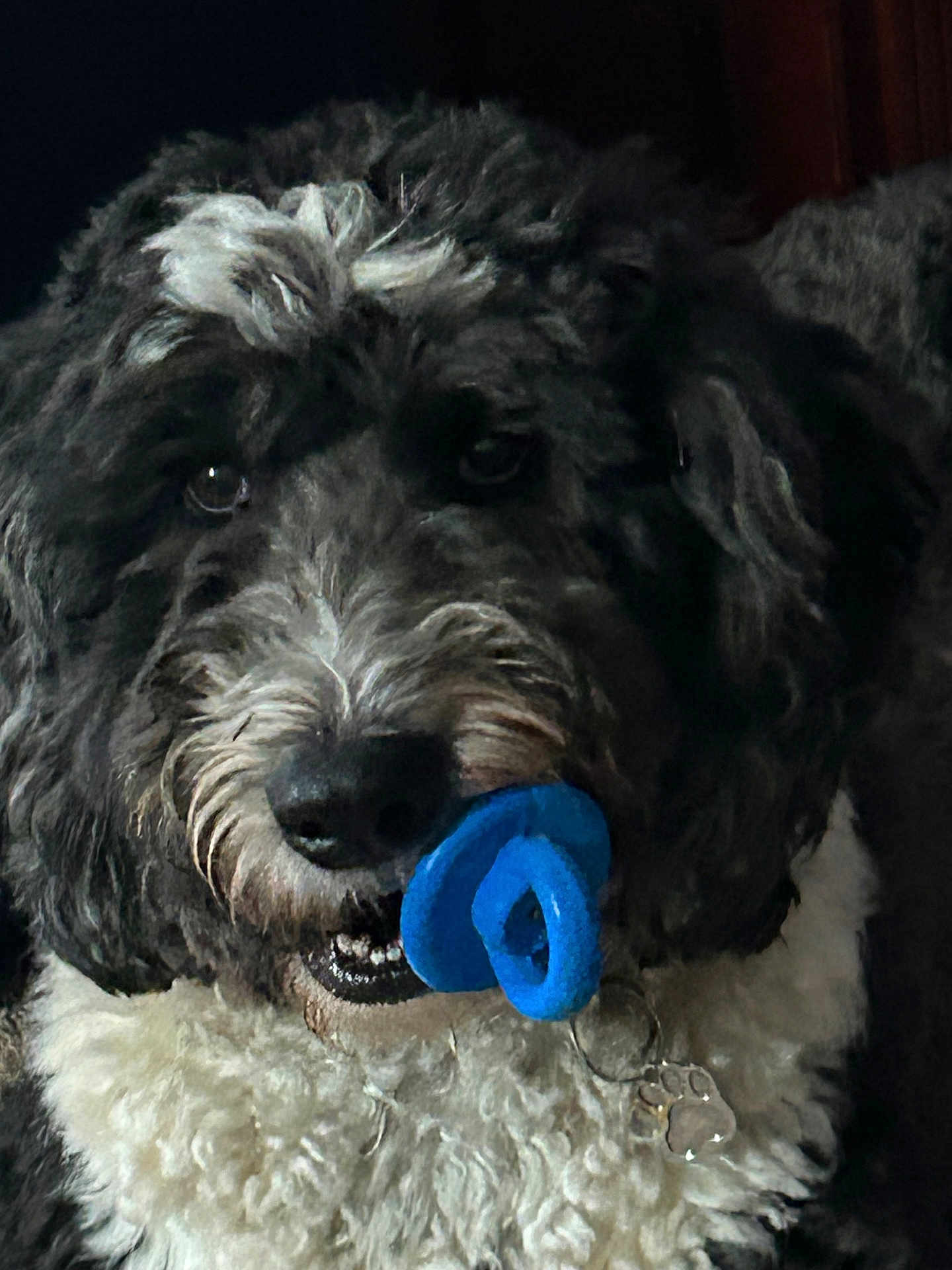 Tucker is registered to the contest to win money with this photo: dog, toy, blue, black_and_white, fur, pet, animal, close_up, indoor, curious, playful, paw_charm, cute, muzzle, whiskers, portrait, companion, domestic, furry, nose