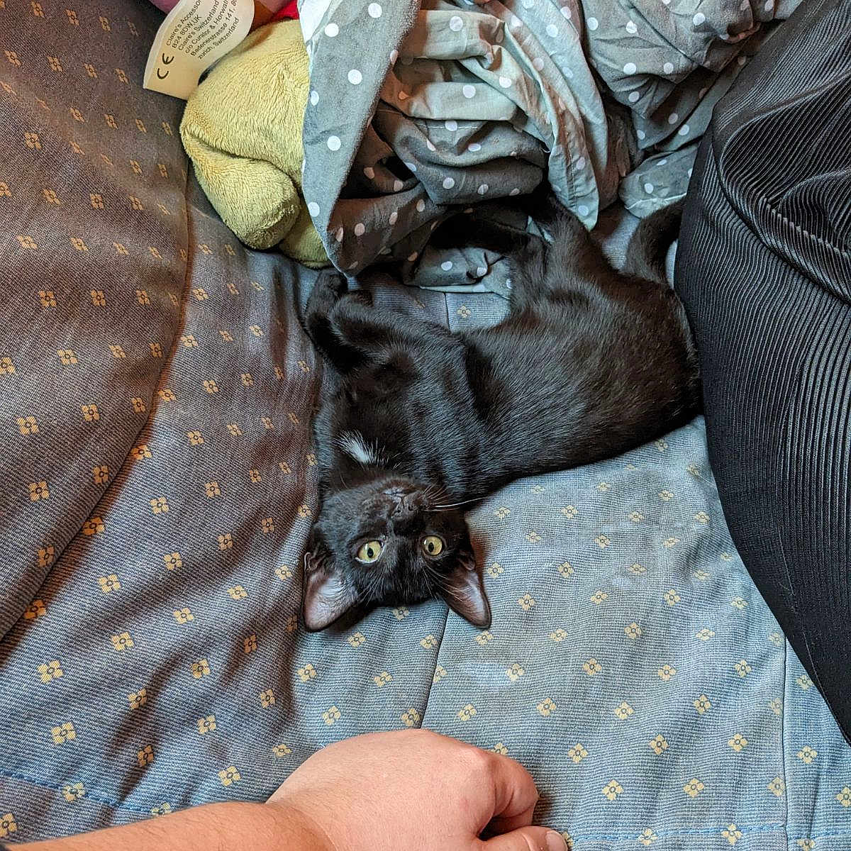 Hazel