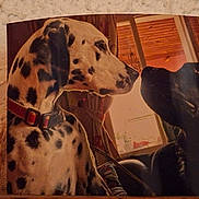 Oreo participe au concours pour gagner de l'argent avec cette photo : dalmatian, black_dog, canine, dog, indoor, window, collar, spot_pattern, silhouette, close_up, face_to_face, pet, muzzle, sitting, home_interior, wooden_ceiling, leash, photograph_glare, printed_photo, cozy