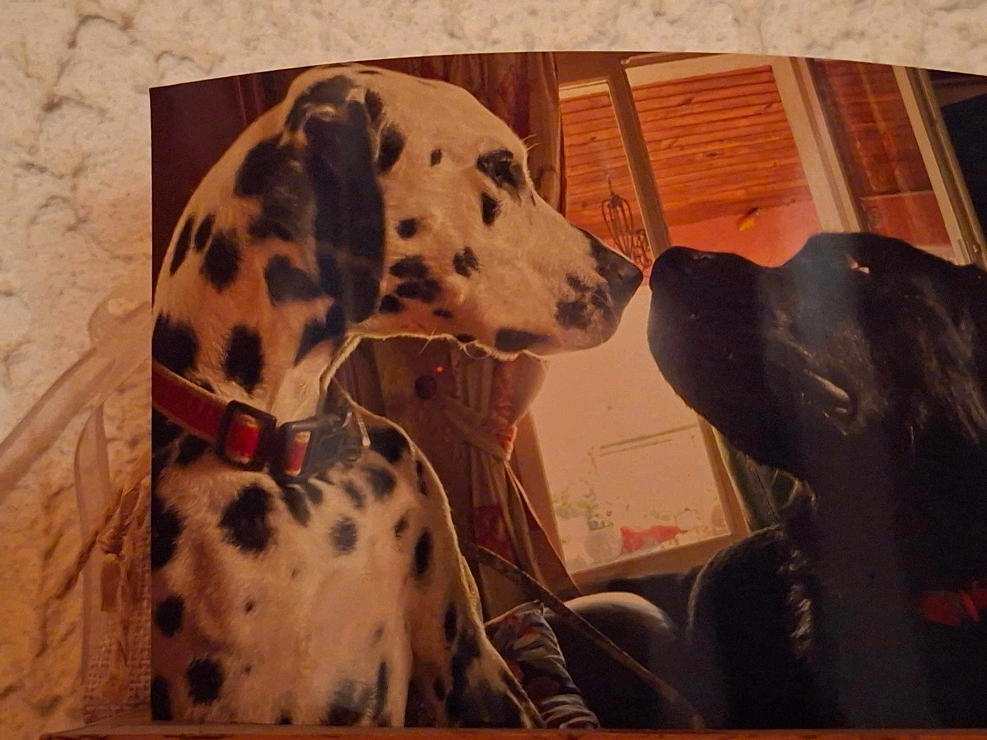 Oreo participe au concours pour gagner de l'argent avec cette photo : dalmatian, black_dog, canine, dog, indoor, window, collar, spot_pattern, silhouette, close_up, face_to_face, pet, muzzle, sitting, home_interior, wooden_ceiling, leash, photograph_glare, printed_photo, cozy