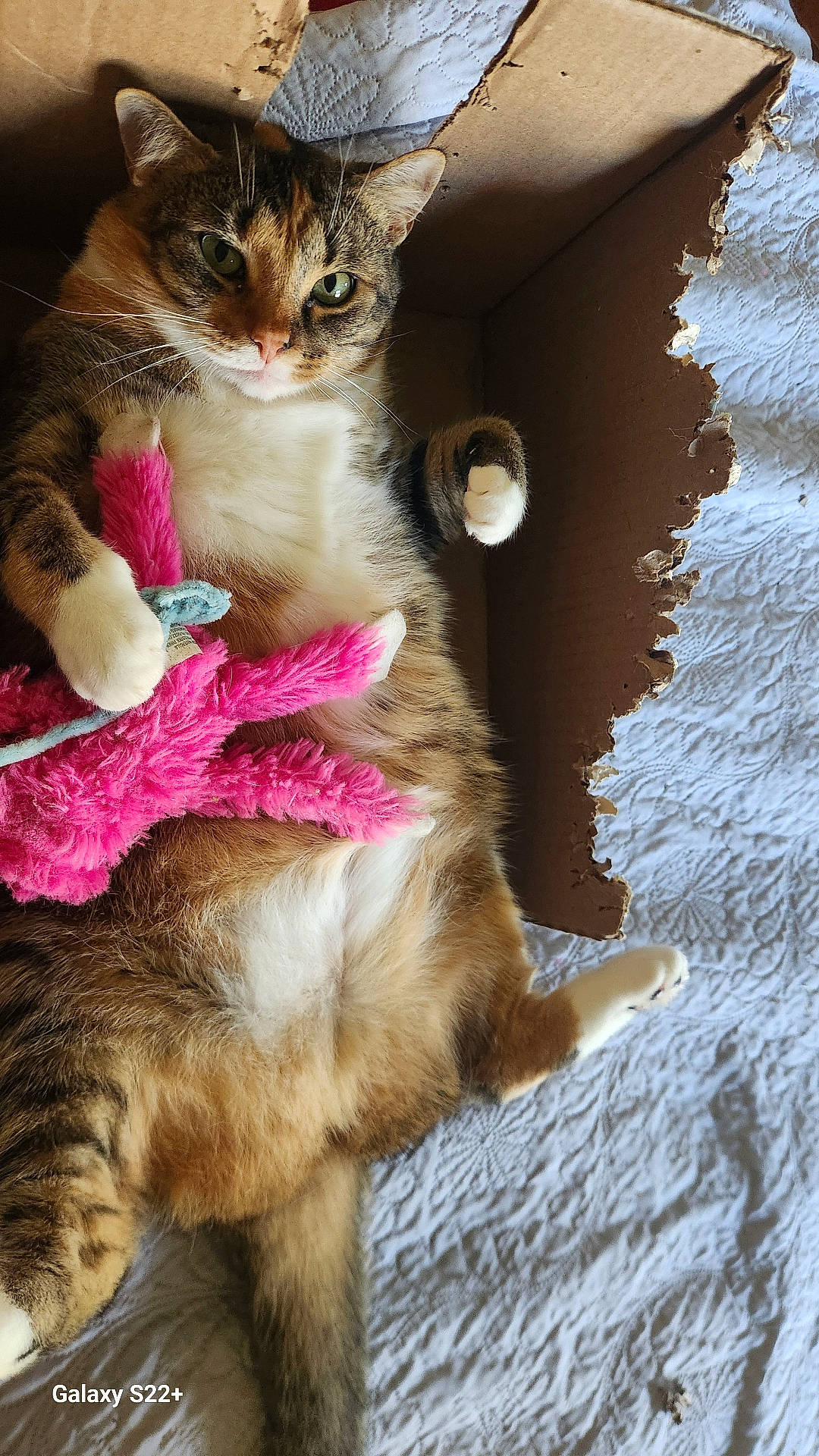 Bella