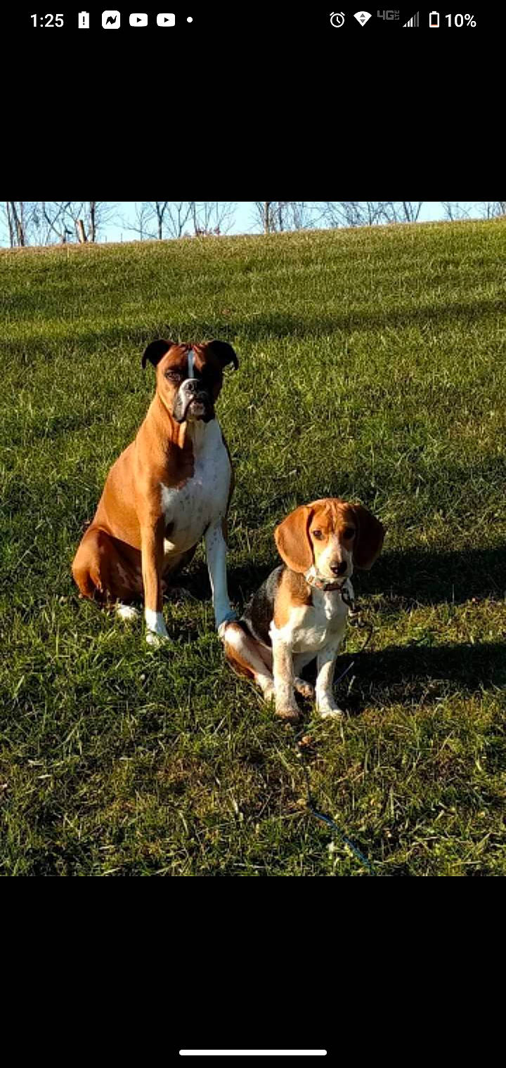 Jax joined the competition — help win amazing prizes! ancient_dog_breeds, art, boxer, carnivore, companion_dog, dog, dog_breed, dog_collar, fawn, grass, grassland, hound, hunting_dog, mammal, molosser, puppy, sky, sporting_group, working_animal, working_dog