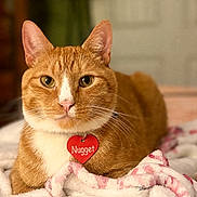 Nugget joined the competition — help win amazing prizes! cat, orange_tabby, pet, animal, feline, collar, tag, heart_shaped_tag, blanket, cozy, indoor, portrait, whiskers, ears, fur, close_up, relaxed, cute, domestic_cat, resting