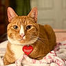 cat, orange_tabby, pet, animal, feline, collar, tag, heart_shaped_tag, blanket, cozy, indoor, portrait, whiskers, ears, fur, close_up, relaxed, cute, domestic_cat, resting
