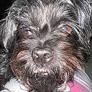 Sally is registered to the contest to win money with this photo: animal, black_dog, canine, close_up, cute, dog, expression, eyes, face, fur, furry, indoor, lying_down, mammal, nose, pet, portrait, scruffy, teeth, whiskers