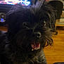 Sally is registered to the contest to win money with this photo: animal, black_dog, blurred_background, canine, close_up, companion, cute, dog, domestic_animal, friendly, fur, furniture, indoor, living_room, mouth_open, pet, smiling, teeth, television, wooden_floor