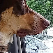 Narcos a rejoint le concours — aidez-le/la à gagner de superbes lots ! dog, profile, car_interior, window, rain, raindrops, nature_outside, greenery, closeup, pet, animal, looking_out, collar, side_view, wet_weather, transportation, calm, daytime, fur, vehicle