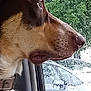 dog, profile, car_interior, window, rain, raindrops, nature_outside, greenery, closeup, pet, animal, looking_out, collar, side_view, wet_weather, transportation, calm, daytime, fur, vehicle