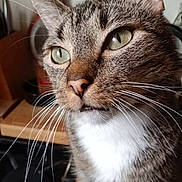 Freedom participe au concours pour gagner de l'argent avec cette photo : cat, tabby, close_up, whiskers, green_eyes, pet, feline, indoor, kitchen, curious, animal, mammal, fur, portrait, domestic_cat, face, cute, alert, natural_light, household