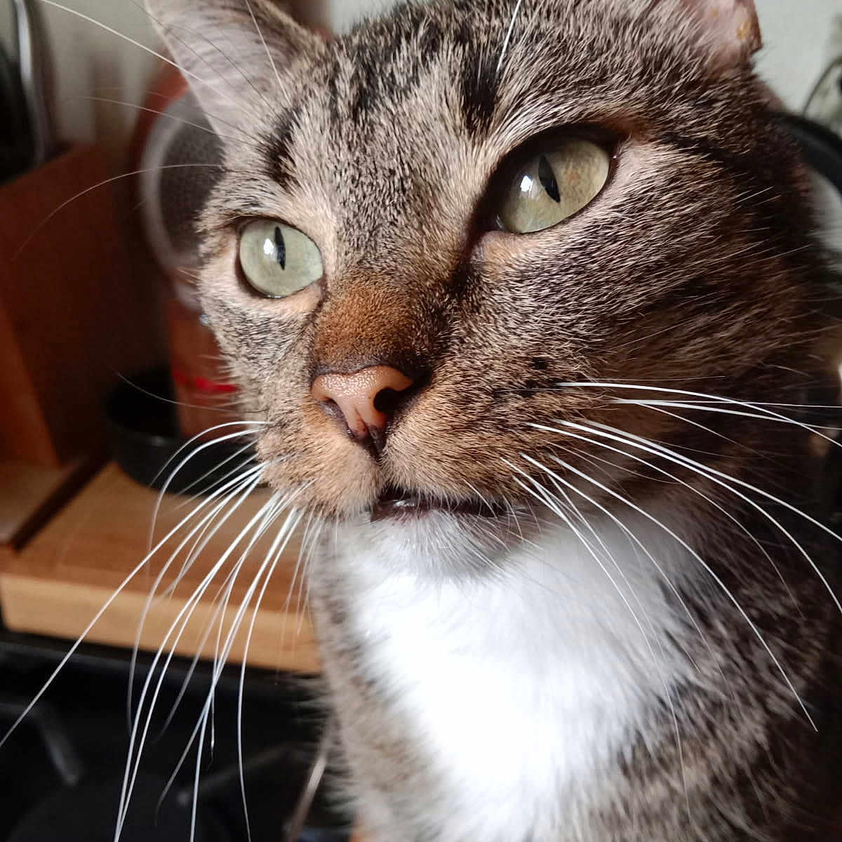Freedom participe au concours pour gagner de l'argent avec cette photo : alert, animal, cat, close_up, curious, cute, domestic_cat, face, feline, fur, green_eyes, household, indoor, kitchen, mammal, natural_light, pet, portrait, tabby, whiskers