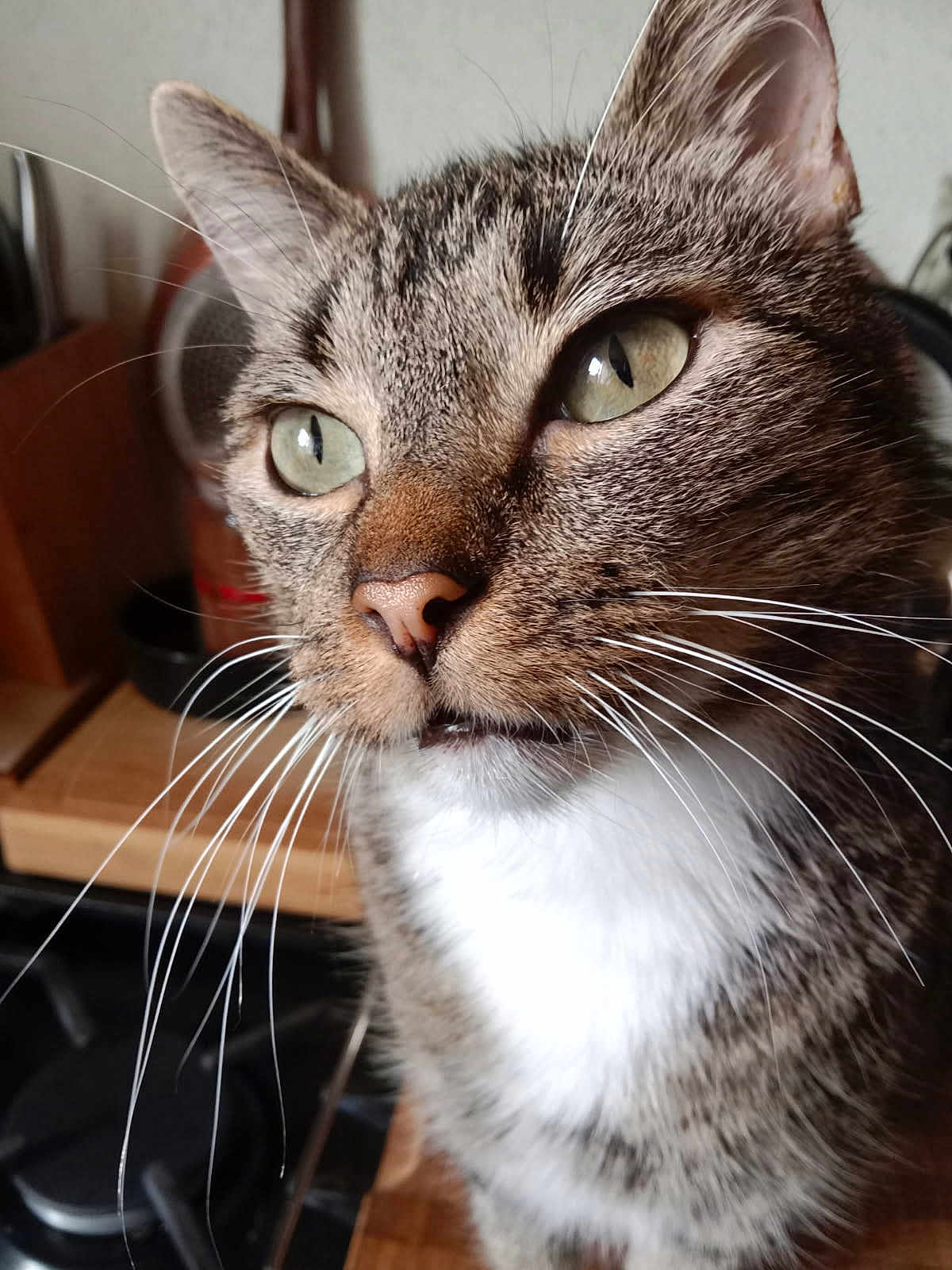 Freedom participe au concours pour gagner de l'argent avec cette photo : cat, tabby, close_up, whiskers, green_eyes, pet, feline, indoor, kitchen, curious, animal, mammal, fur, portrait, domestic_cat, face, cute, alert, natural_light, household