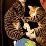 Bee And Harlow is registered to the contest to win money with this photo: animal, bed, blanket, cat, companion, cozy, cuddle, cute, domestic_cat, friendship, fur, indoor, napping, paw, pet, plush_toy, relaxation, resting, sleeping, tabby_cat