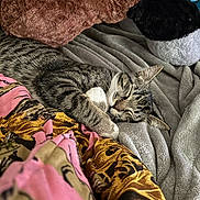 Bee And Harlow joined the competition — help win amazing prizes! animal, blanket, cat, closeup, comfort, cozy, cushion, face, fur, indoor, napping, paw, pet, plush, relaxation, resting, sleeping, soft, striped, tabby