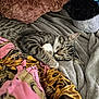 animal, blanket, cat, closeup, comfort, cozy, cushion, face, fur, indoor, napping, paw, pet, plush, relaxation, resting, sleeping, soft, striped, tabby
