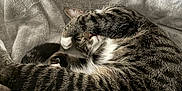 Bee And Harlow joined the competition — help win amazing prizes! animal, blanket, cat, comfort, cozy, cute, domestic, feline, fur, indoor, nap, paw, pet, relaxed, resting, sleeping, soft, striped, tabby, whiskers