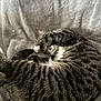 animal, blanket, cat, comfort, cozy, cute, domestic, feline, fur, indoor, nap, paw, pet, relaxed, resting, sleeping, soft, striped, tabby, whiskers