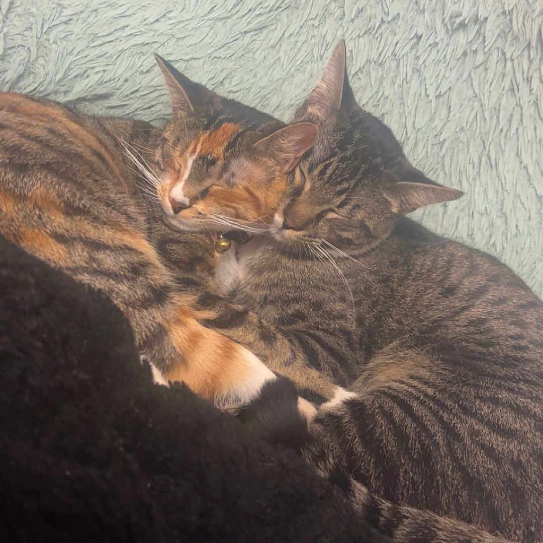 Bee And Harlow joined the competition — help win amazing prizes! animal, cat, close_up, companion, cozy, cute, domestic_cat, ears, feline, fluffy_blanket, fur, indoor, pet, relaxing, resting, sleeping, snuggling, tabby_cat, two_cats, whiskers