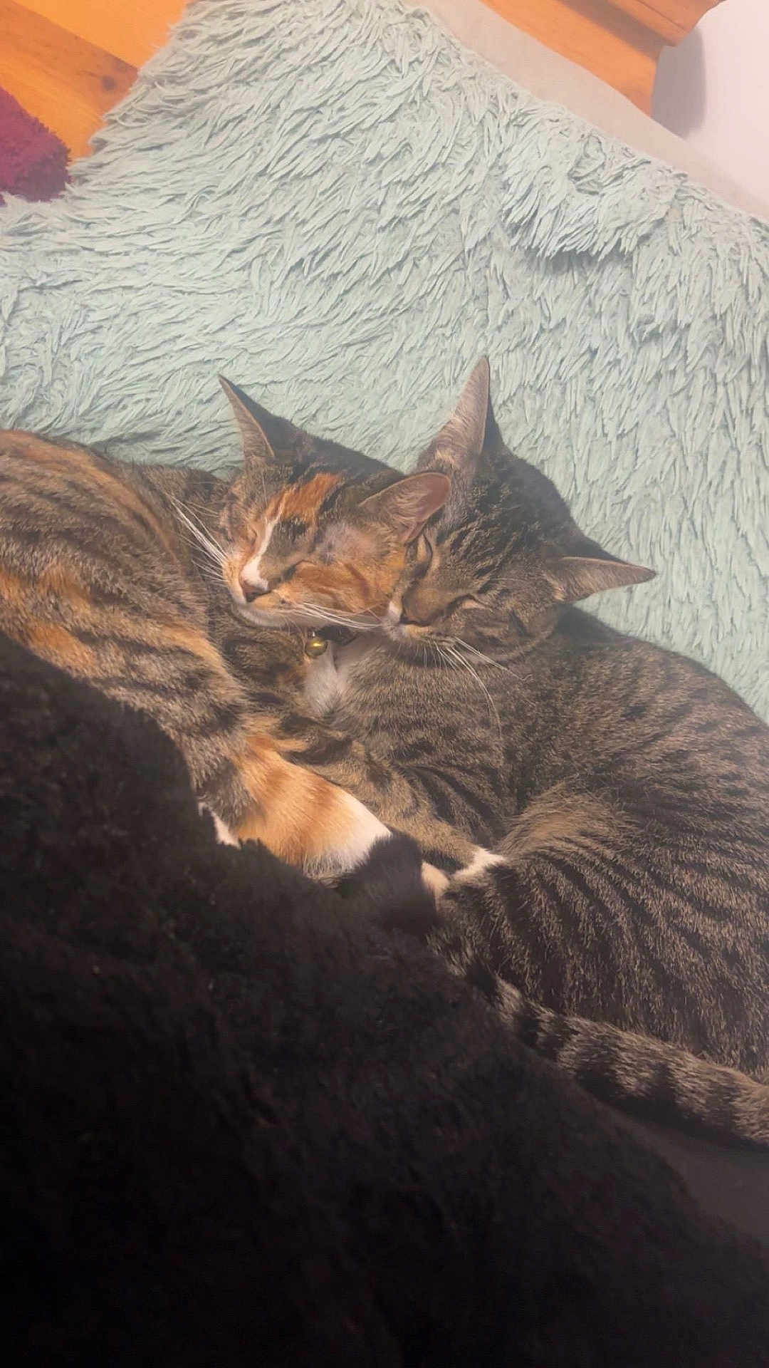 Bee And Harlow joined the competition — help win amazing prizes! animal, cat, close_up, companion, cozy, cute, domestic_cat, ears, feline, fluffy_blanket, fur, indoor, pet, relaxing, resting, sleeping, snuggling, tabby_cat, two_cats, whiskers