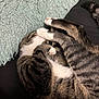 Bee And Harlow is registered to the contest to win money with this photo: black_surface, cat, close_up, cozy, curled_up, cute, feline, fur, indoor, paws, pet, pillow, relaxed, resting, sleeping, soft_texture, striped, tabby, tail, white_paws