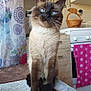 animal, basket, blue_eyes, cat, curtain, cute, domestic, feline, fur, indoor, kitchen, pet, polka_dots, portrait, siamese_cat, sitting, stove, towel, whiskers, wooden_cabinet