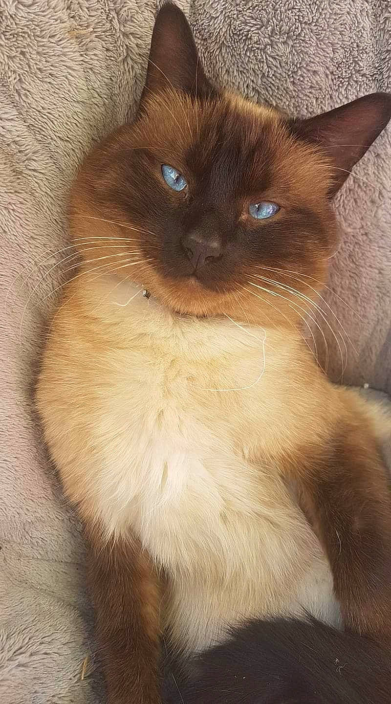 Teddy a rejoint le concours — aidez-le/la à gagner de superbes lots ! balinese, birman, carnivore, cat, electric_blue, fawn, felidae, fur, iris, siamese, small_to_medium_sized_cats, snout, terrestrial_animal, thai, whiskers, wildlife