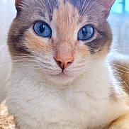 Lilly joined the competition — help win amazing prizes! cat, blue_eyes, close_up, fur, paws, resting, indoor, soft_light, beige, curtains, pet, animal, domestic_cat, portrait, whiskers, calm, feline, cozy, cute, relaxed