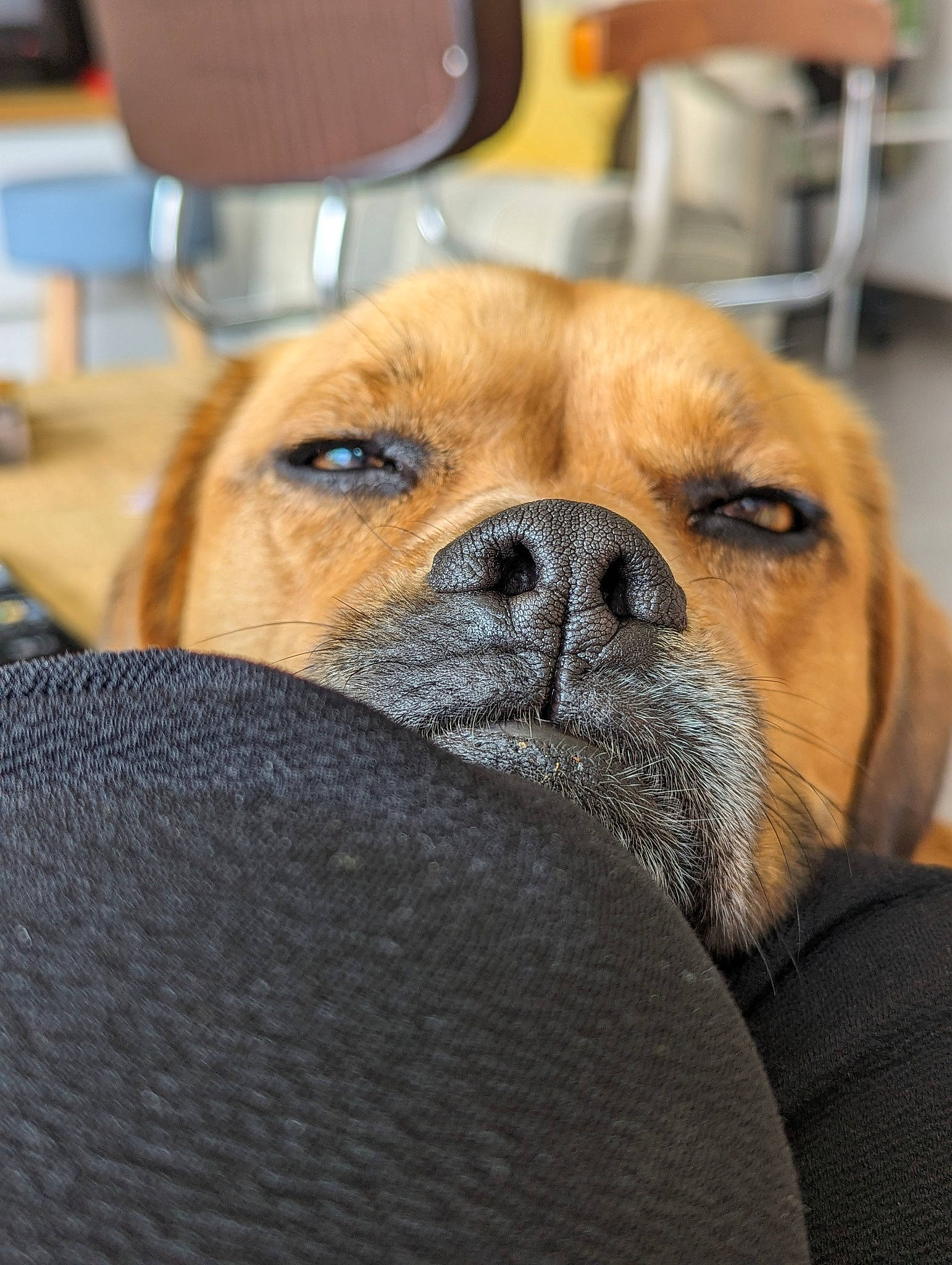 Gaspard a rejoint le concours — aidez-le/la à gagner de superbes lots ! canidae, carnivore, chair, close_up, collar, comfort, companion_dog, dog, dog_breed, fawn, fur, liver, non_sporting_group, puppy, sporting_group, terrestrial_animal, whiskers, working_animal, working_dog, wrinkle