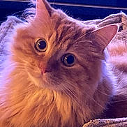 Uber a rejoint le concours — aidez-le/la à gagner de superbes lots ! cat, orange_cat, fluffy, pet, animal, indoor, blanket, cozy, curious, closeup, feline, fur, whiskers, ears, relaxed, domestic_animal, cute, portrait, soft_lighting, home