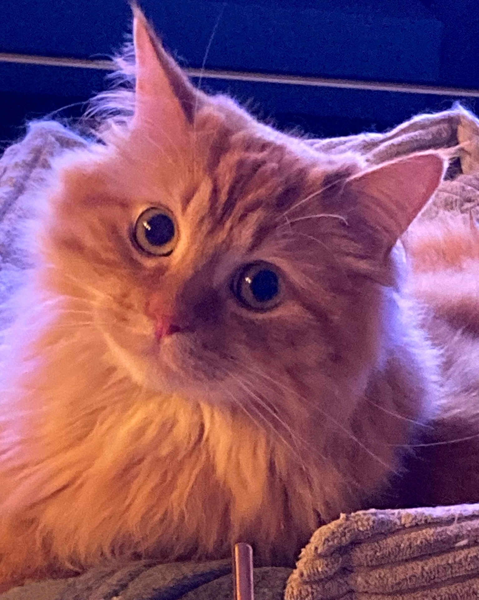 Uber a rejoint le concours — aidez-le/la à gagner de superbes lots ! cat, orange_cat, fluffy, pet, animal, indoor, blanket, cozy, curious, closeup, feline, fur, whiskers, ears, relaxed, domestic_animal, cute, portrait, soft_lighting, home