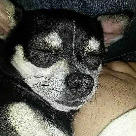 Poncho is registered to the contest to win money with this photo: