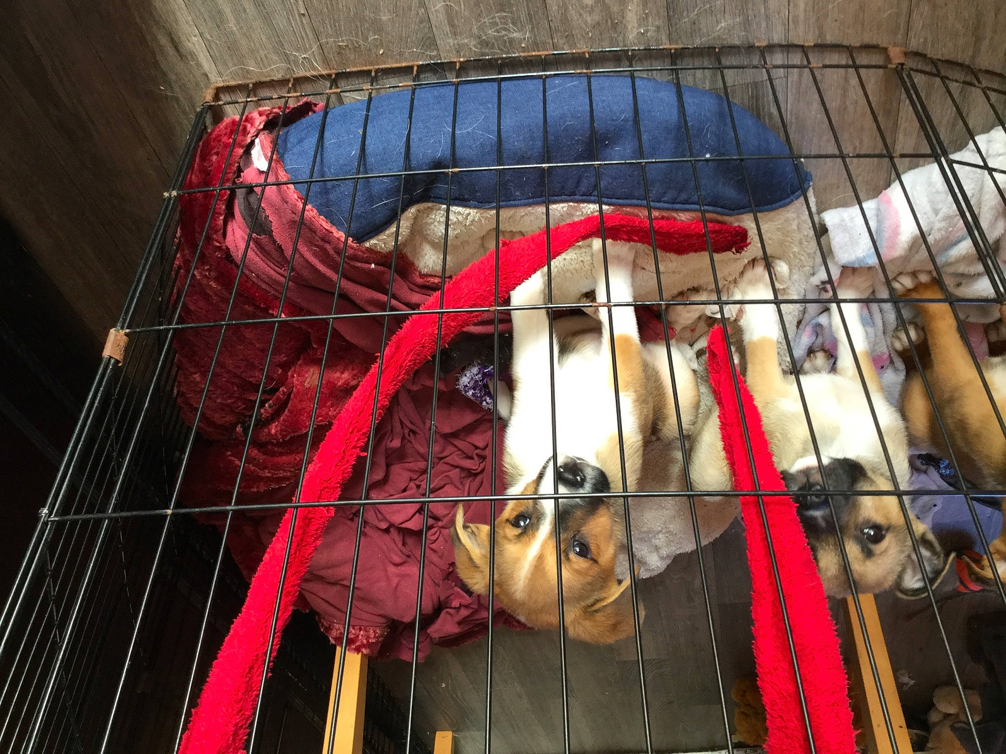 Harvey is registered to the contest to win money with this photo: animal_shelter, beak, cage, carmine, carnivore, companion_dog, dog_supply, electric_blue, event, fur, mesh, metal, net, pattern, pet_supply, recreation, service, snout, terrestrial_animal, wire_fencing