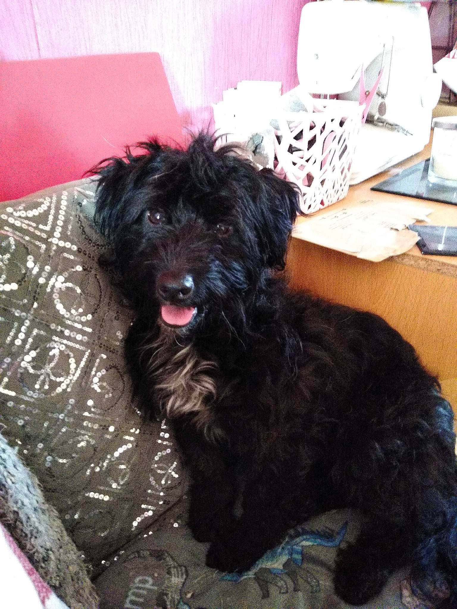 Molly is registered to the contest to win money with this photo: canidae, carnivore, companion_dog, dog, dog_breed, dog_supply, fur, labradoodle, magenta, non_sporting_group, office_supplies, poodle, small_terrier, snout, sporting_group, terrestrial_animal, terrier, toy_dog, water_dog, working_animal